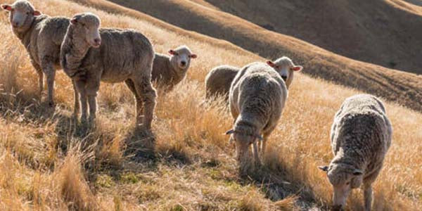 The Disturbing Truth About Why Merino Wool Is So Expensive